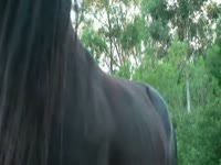 Zoo Porn Film - Fatty fucked on a horse xvideo
